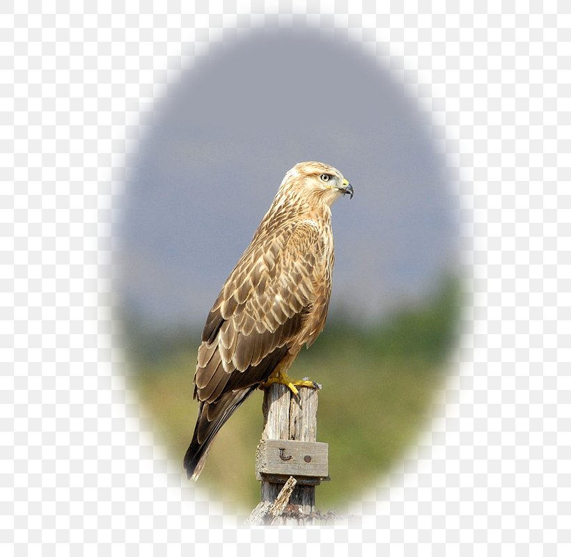 Hawk Buzzard Bird Eagle Gandoman Pond, PNG, 600x800px, Hawk, Accipitridae, Accipitriformes, Baidu Baike, Barred Owl Download Free
