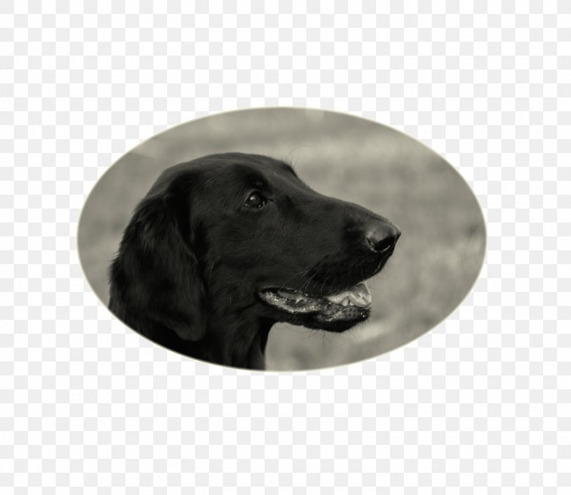Labrador Retriever Flat-Coated Retriever Puppy Dog Breed Dog Collar, PNG, 1610x1399px, Labrador Retriever, Breed, Carnivoran, Coat, Collar Download Free