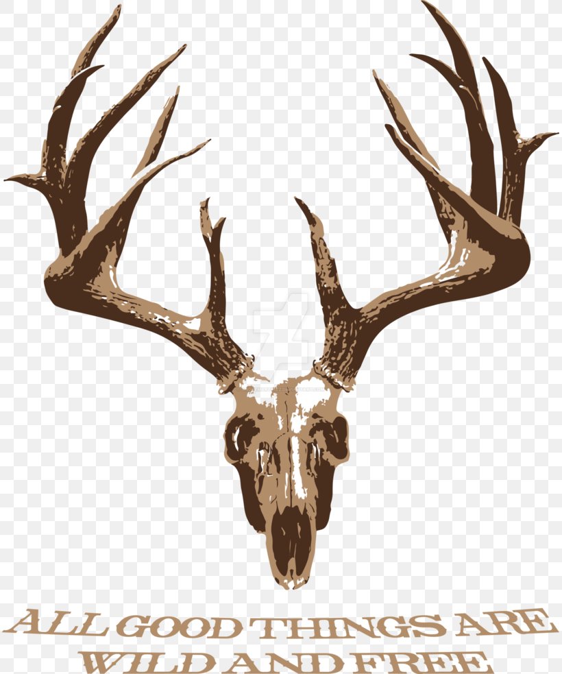 White-tailed Deer Elk Antler Skull, PNG, 813x983px, Whitetailed Deer, Anatomy, Antler, Deer, Deer Hunting Download Free