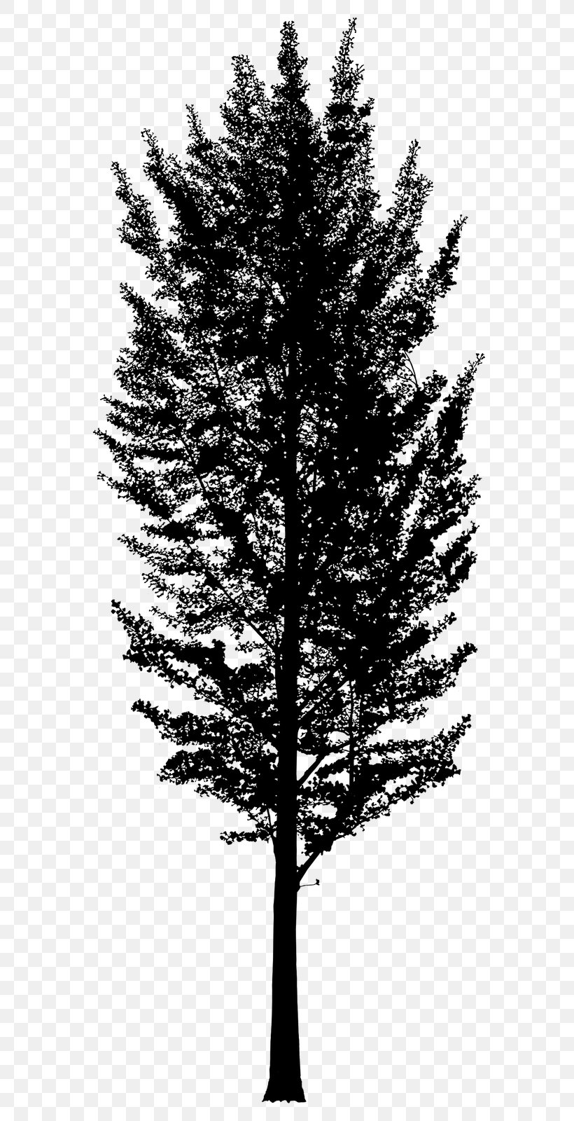 As You Like It Black & White, PNG, 661x1600px, 2018, As You Like It, American Larch, Black White M, Blackandwhite Download Free