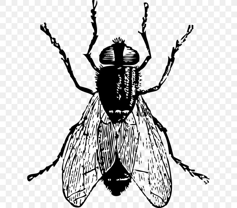 Clip Art Insect Openclipart Free Content Fly, PNG, 632x720px, Insect, Arthropod, Artwork, Black And White, Drawing Download Free