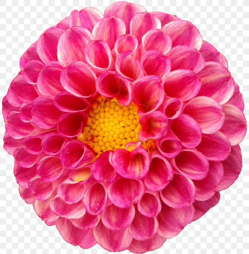 Dahlia Flower Seed Daisy Family, PNG, 810x837px, Dahlia, Annual Plant, Chrysanths, Cut Flowers, Daisy Family Download Free