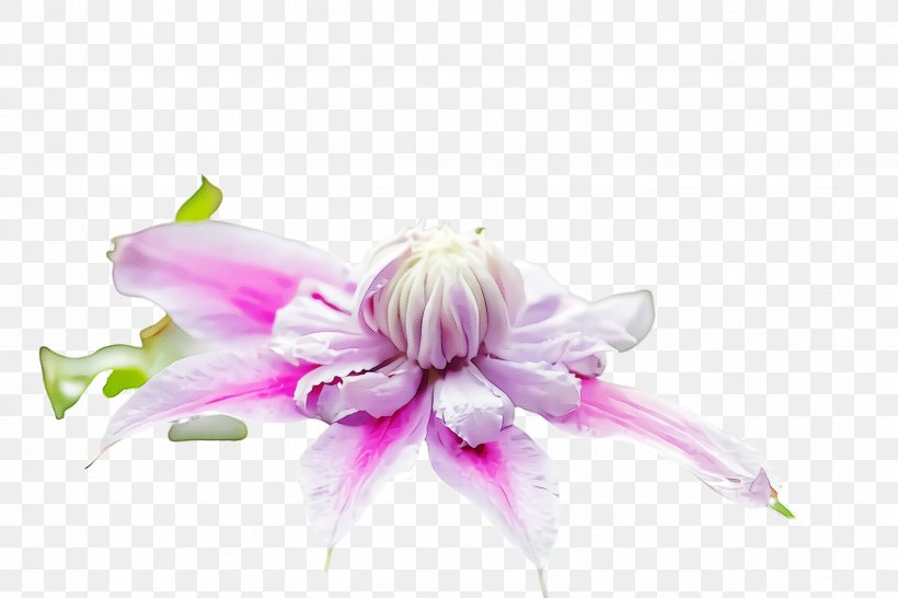 Flower Pink Petal Plant Violet, PNG, 2448x1632px, Flower, Cut Flowers, Petal, Pink, Plant Download Free