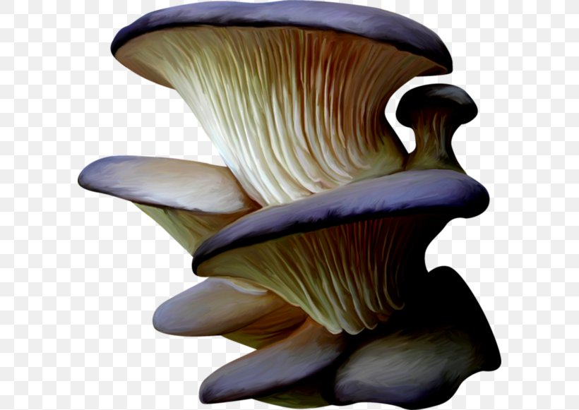 Pleurotus Eryngii Mushroom Organism, PNG, 600x581px, Pleurotus Eryngii, Edible Mushroom, Ingredient, Mushroom, Organism Download Free