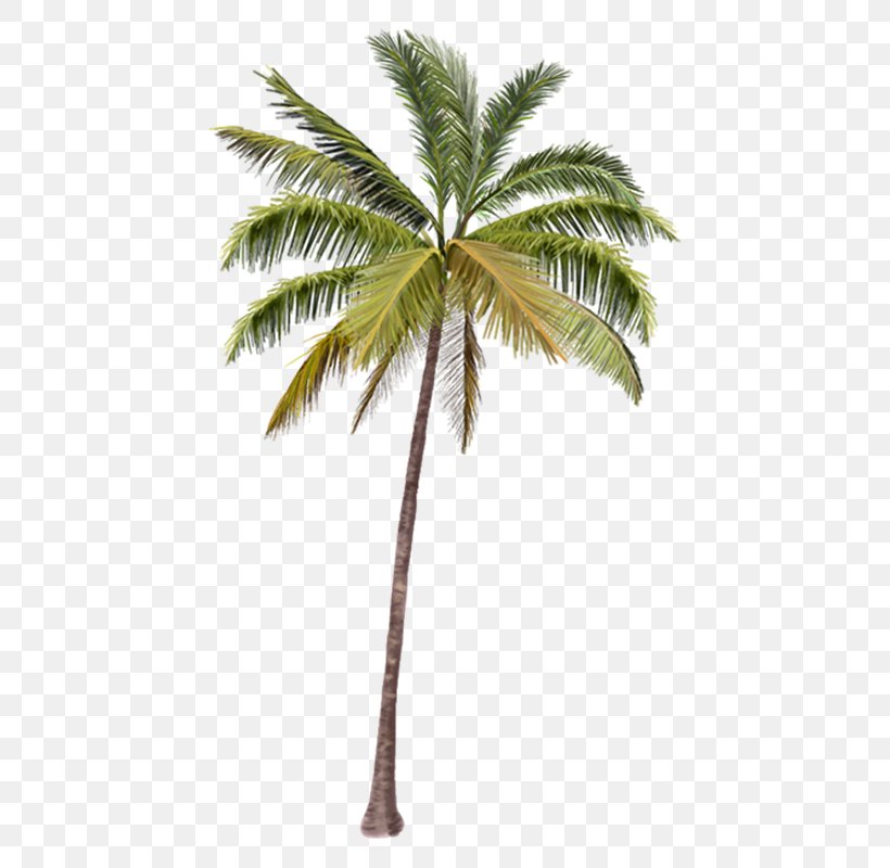 Arecaceae Coconut Tree Coco's Beach Club Cancun, PNG, 800x800px, Arecaceae, Architecture, Arecales, Attalea Speciosa, Borassus Flabellifer Download Free