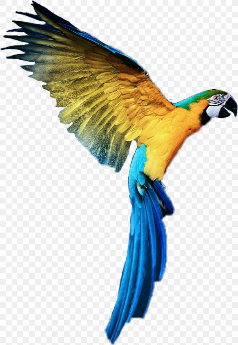 Lovebird Macaw Parrot 32