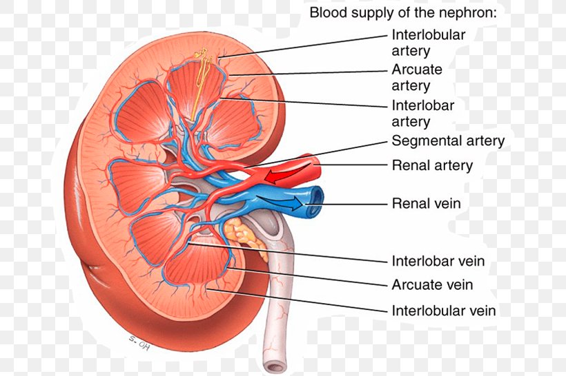 Principles Of Anatomy And Physiology Kidney Renal Artery Human Body, PNG, 673x546px, Watercolor, Cartoon, Flower, Frame, Heart Download Free