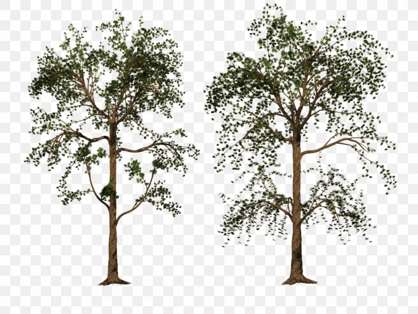 Tree Woody Plant Stock Photography Oak, PNG, 1024x768px, 3d Computer Graphics, Tree, Art, Bharat Electronics Limited, Branch Download Free