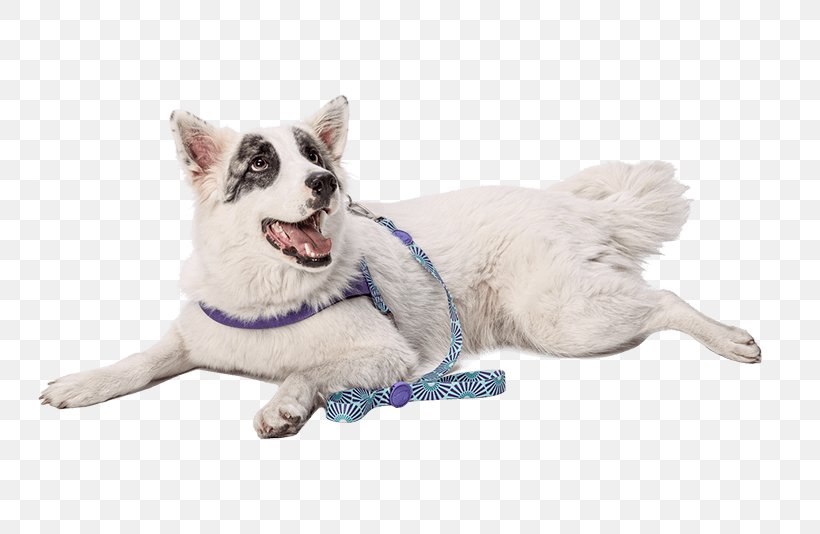 Whiskers Leash White Shepherd Cat Dog Harness, PNG, 800x534px, Whiskers, Biting, Carnivoran, Cat, Cat Like Mammal Download Free