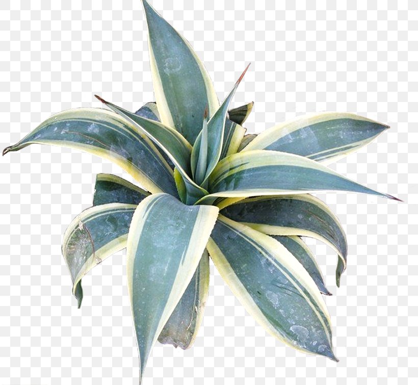 Agave Azul Flowerpot Leaf, PNG, 813x755px, Agave Azul, Agave, Flowerpot, Leaf, Plant Download Free