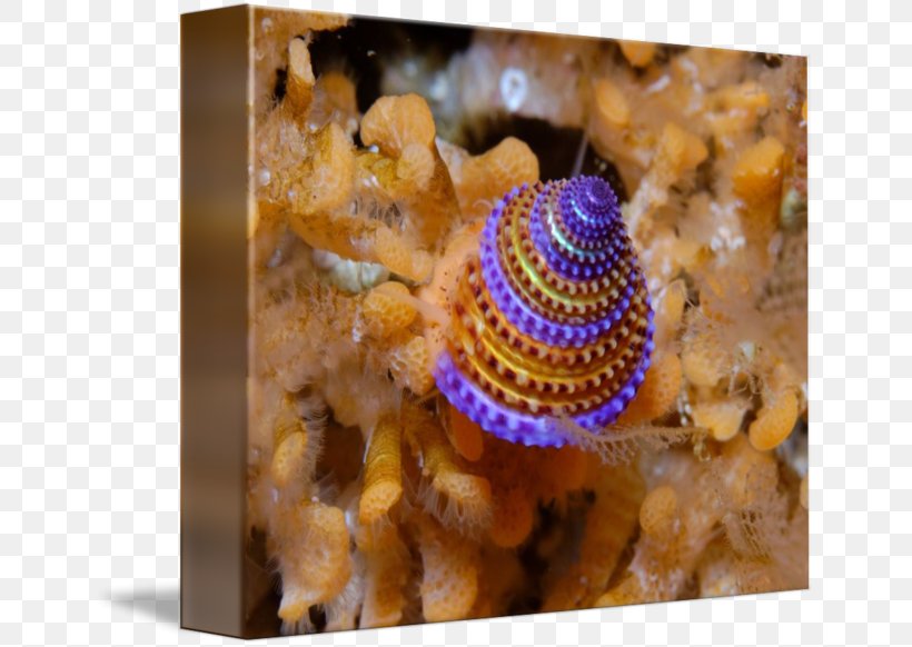 Calliostoma Annulatum Invertebrate Snail Yellow Purple, PNG, 650x582px, Invertebrate, Animal, Biology, Color, Evolution Download Free