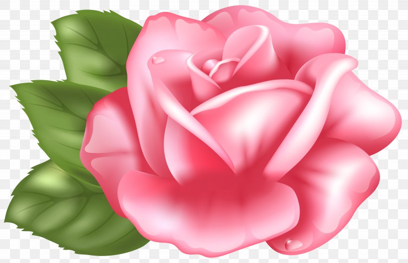 Rose Pink Clip Art, PNG, 6000x3868px, Rose, Blog, Camellia, China Rose, Floribunda Download Free