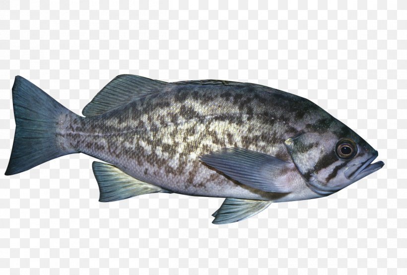 Tilapia Fish Products Seafood, PNG, 1200x811px, Tilapia, Bass, Bony Fish, Deep Sea Fish, Fauna Download Free