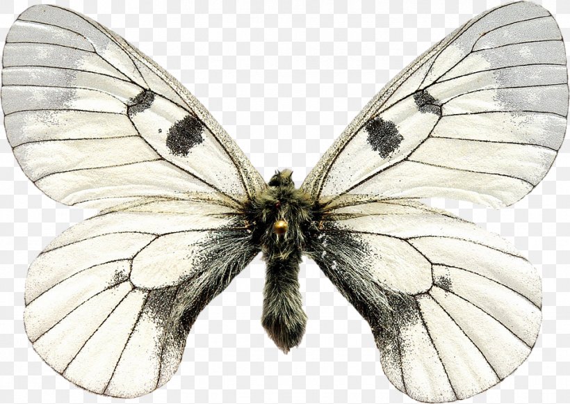 Brush-footed Butterflies Pieridae Butterfly Gossamer-winged Butterflies Silkworm, PNG, 968x687px, Watercolor, Cartoon, Flower, Frame, Heart Download Free
