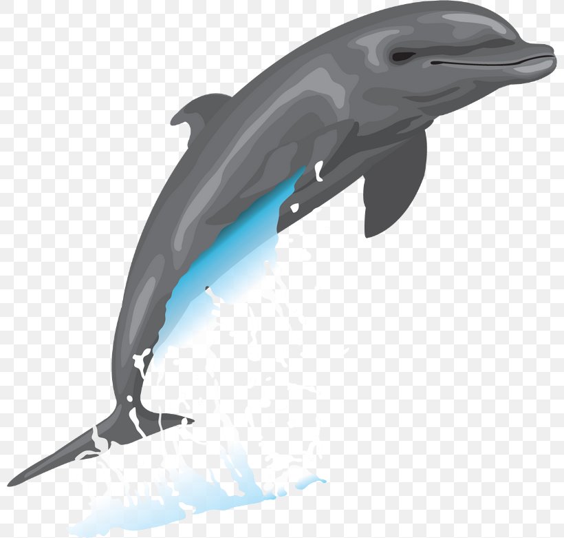 Common Bottlenose Dolphin Clip Art, PNG, 800x781px, Common Bottlenose Dolphin, Bottlenose Dolphin, Cetaceans, Dolphin, Drawing Download Free