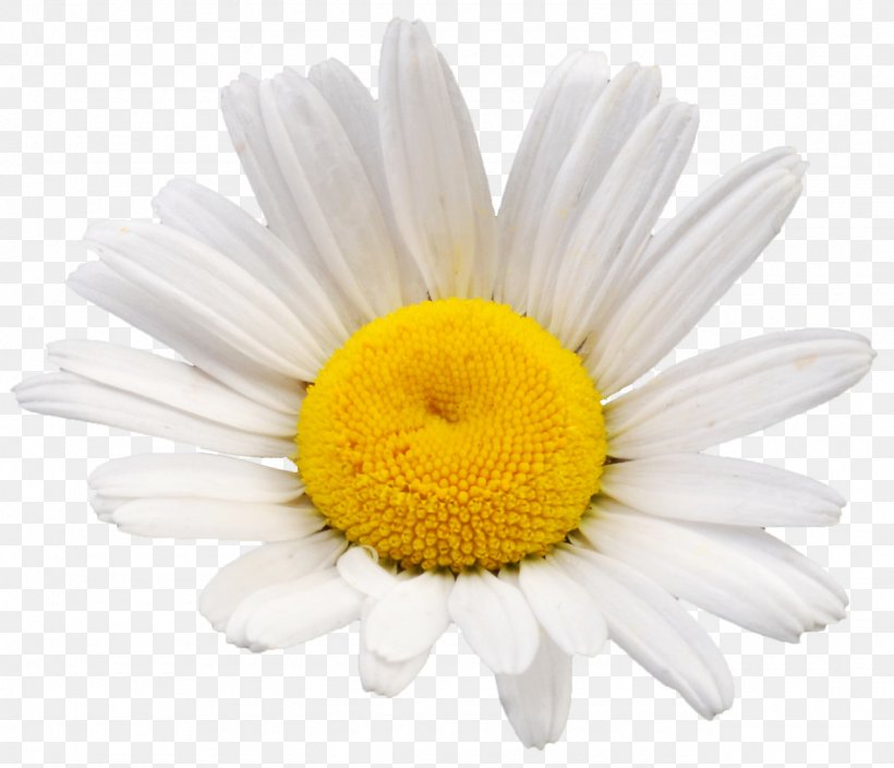 Cut Flowers Chamomile Chrysanthemum Tea, PNG, 1280x1099px, Flower, Aster, Asterales, Barberton Daisy, Camomile Download Free