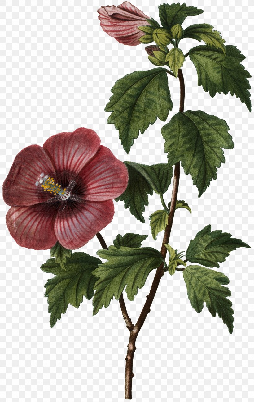 Family Tree Background, PNG, 1901x3000px, Common Hibiscus, Art, Cabbage Rose, Chinese Hibiscus, Drawing Download Free