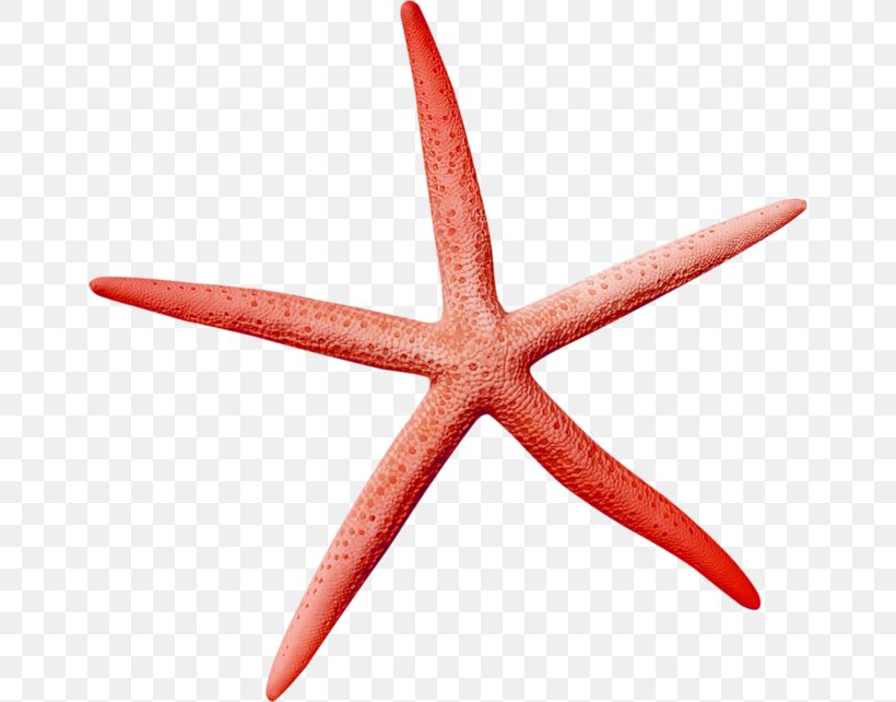 Icon, PNG, 658x642px, Starfish, Digital Data, Echinoderm, Invertebrate, Marine Invertebrates Download Free