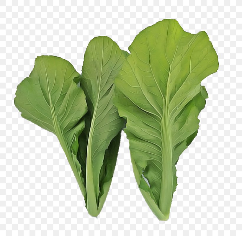 Leaf Flower Plant Leaf Vegetable Vegetable, PNG, 800x800px, Leaf, Arugula, Choy Sum, Flower, Food Download Free