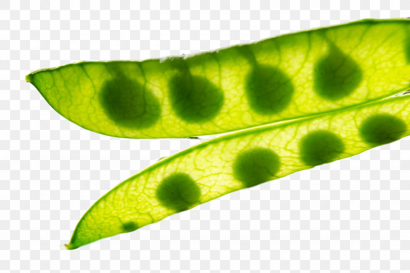 Plant Stem Leaf Plant Pathology Pathology Close-up, PNG, 1280x853px, Plant Stem, Biology, Closeup, Leaf, Pathology Download Free