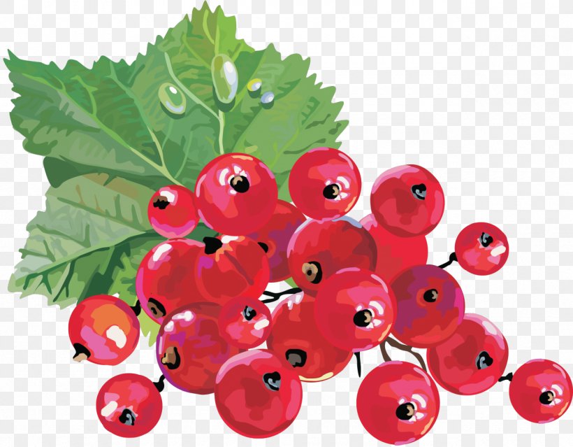 Redcurrant Blackcurrant Gooseberry Clip Art, PNG, 1280x998px, Redcurrant, Berry, Bilberry, Blackcurrant, Blueberry Download Free