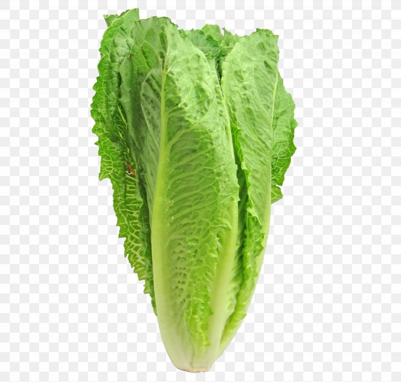 Caesar Salad Iceberg Lettuce Romaine Lettuce Leaf Vegetable Red Leaf Lettuce, PNG, 3464x3300px, Caesar Salad, Cabbage, Chard, Chicory, Collard Greens Download Free