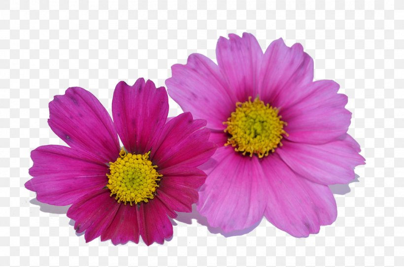 Cosmos Bipinnatus Cut Flowers Annual Plant Daisy Family, PNG, 1080x715px, Cosmos Bipinnatus, Annual Plant, Aster, Borage, Calendula Officinalis Download Free