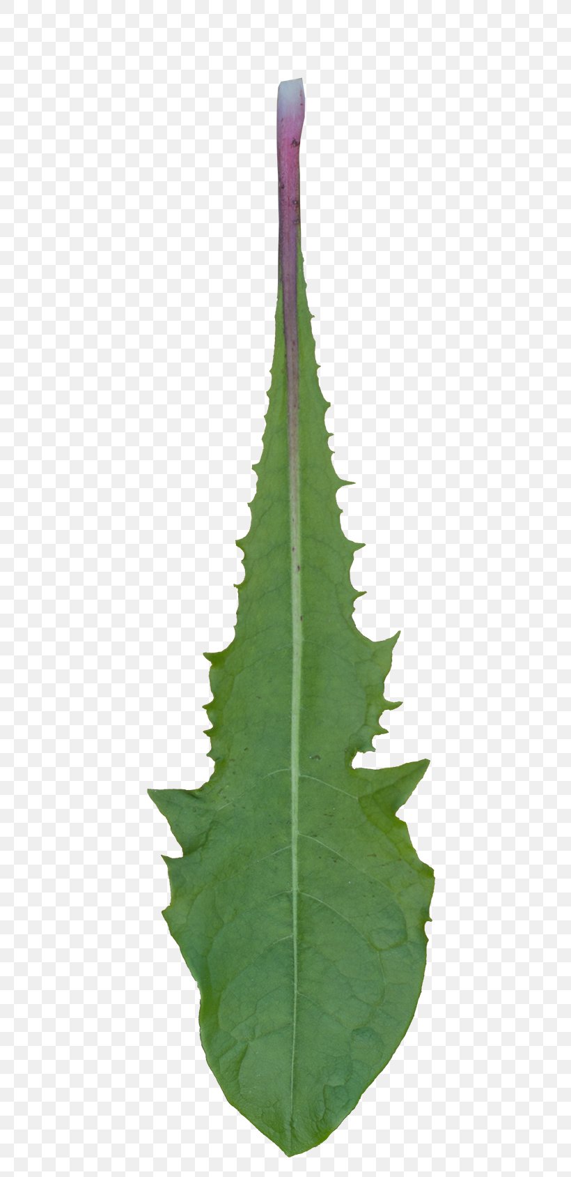 Leaf Plant Stem Trunk, PNG, 497x1688px, Leaf, Image Texture, Long Tail Keyword, Normal Mapping, Oak Download Free
