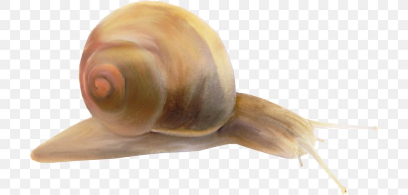 Pond Snails Clip Art Sea Snail Slug, PNG, 700x393px, Pond Snails, Animal, Brown, Color, Escargot Download Free