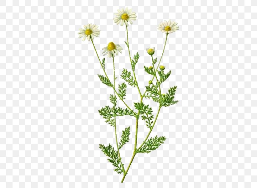 Roman Chamomile Plant Herbal Distillate Herbalism Flower, PNG, 600x600px, Roman Chamomile, Anthriscus, Black Cumin, Caraway, Chamaemelum Nobile Download Free