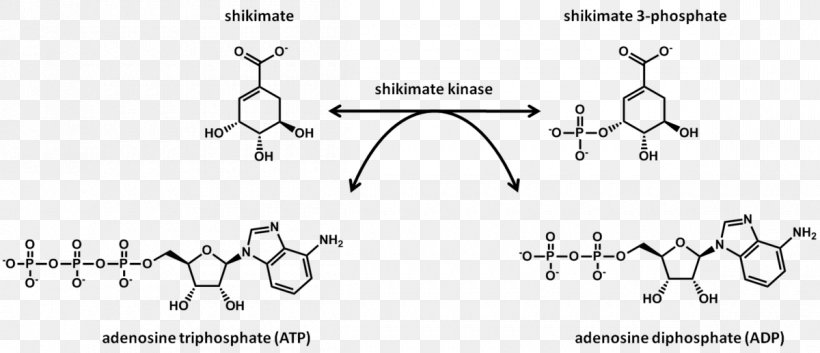 Shikimate Kinase Shikimic Acid Chemical Reaction Shikimate Pathway, PNG, 1200x518px, Watercolor, Cartoon, Flower, Frame, Heart Download Free