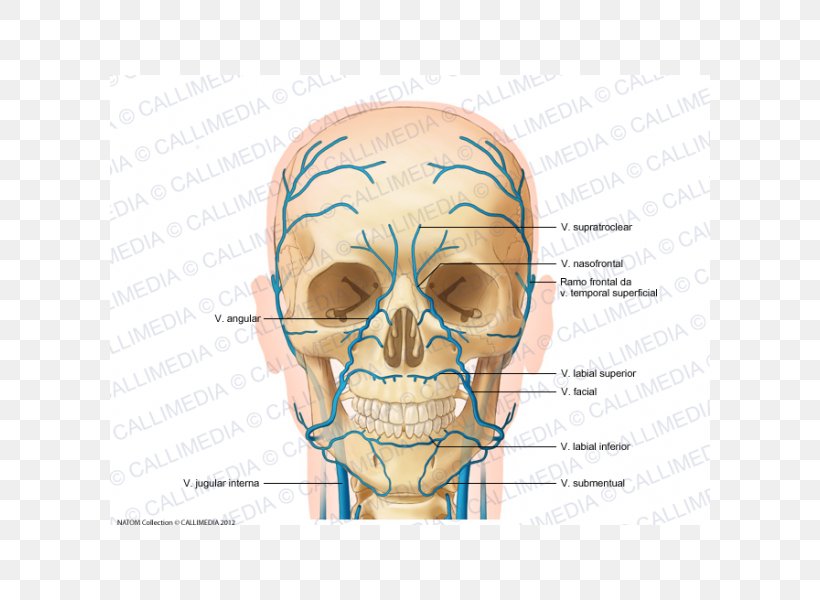 Anterior Jugular Vein Head And Neck Anatomy Supratrochlear Artery, PNG, 600x600px, Watercolor, Cartoon, Flower, Frame, Heart Download Free