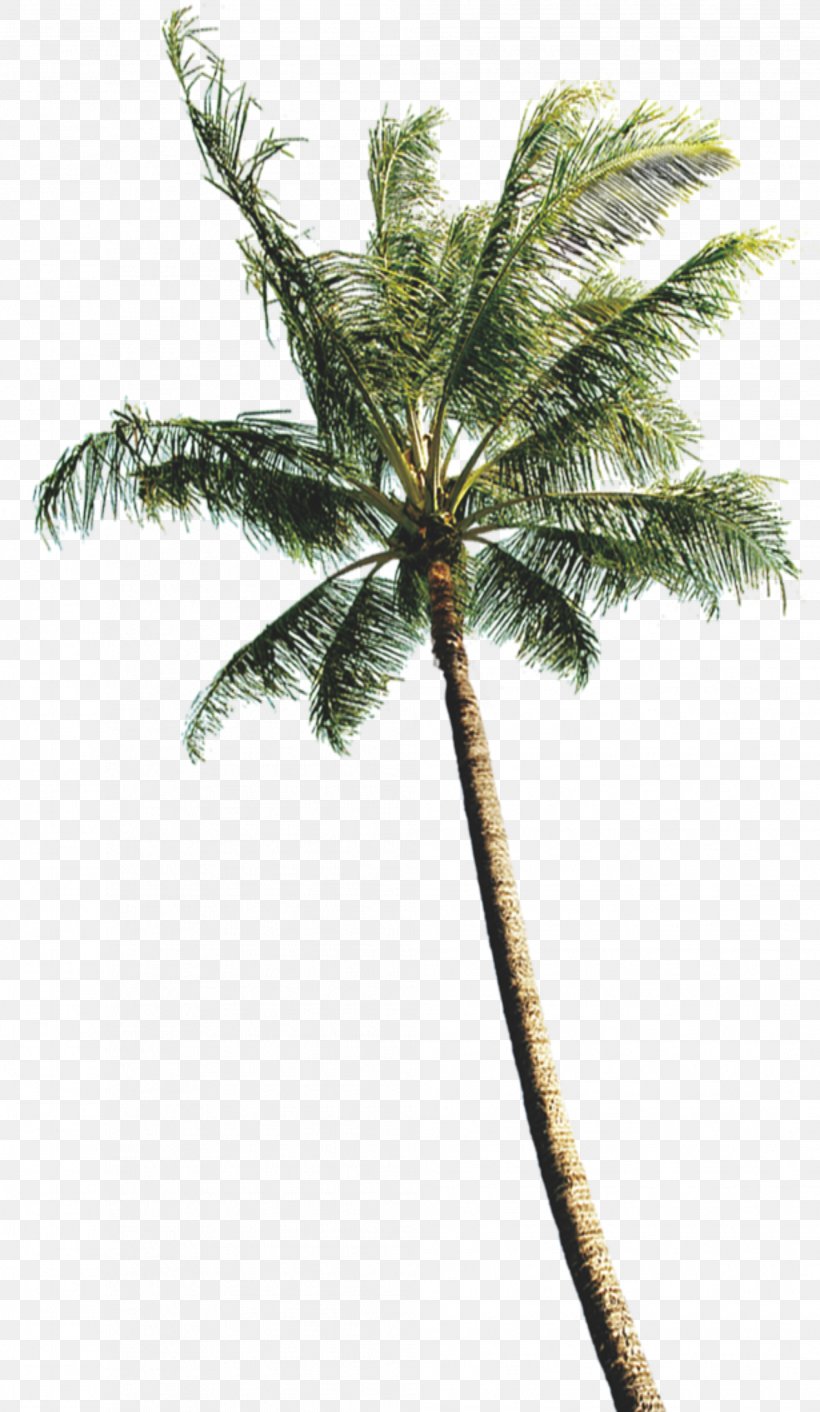 Arecaceae Coconut Tree Computer File, PNG, 2011x3465px, Arecaceae, Arecales, Branch, Coconut, Conifer Download Free