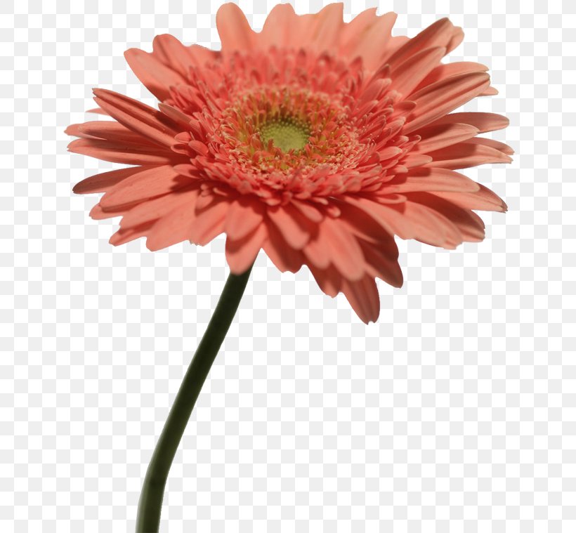 Chrysanthemum Indicum Transvaal Daisy Plant Computer File, PNG, 648x759px, Chrysanthemum Indicum, Asterales, Chrysanthemum, Chrysanths, Cut Flowers Download Free