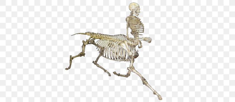 Human Skeleton Skull Clip Art, PNG, 400x357px, Skeleton, Animated Film, Bone, Human Skeleton, Organism Download Free