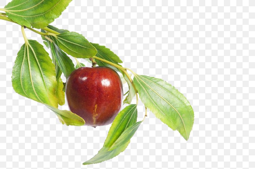 Jujube Fruit Food Leaf, PNG, 1024x680px, Jujube, Apple, Designer, Diet Food, Food Download Free