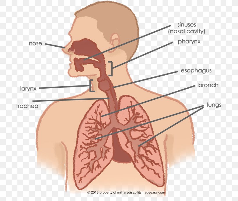 Respiratory System Lung Respiratory Tract Human Body Nasal Cavity, PNG, 720x694px, Watercolor, Cartoon, Flower, Frame, Heart Download Free