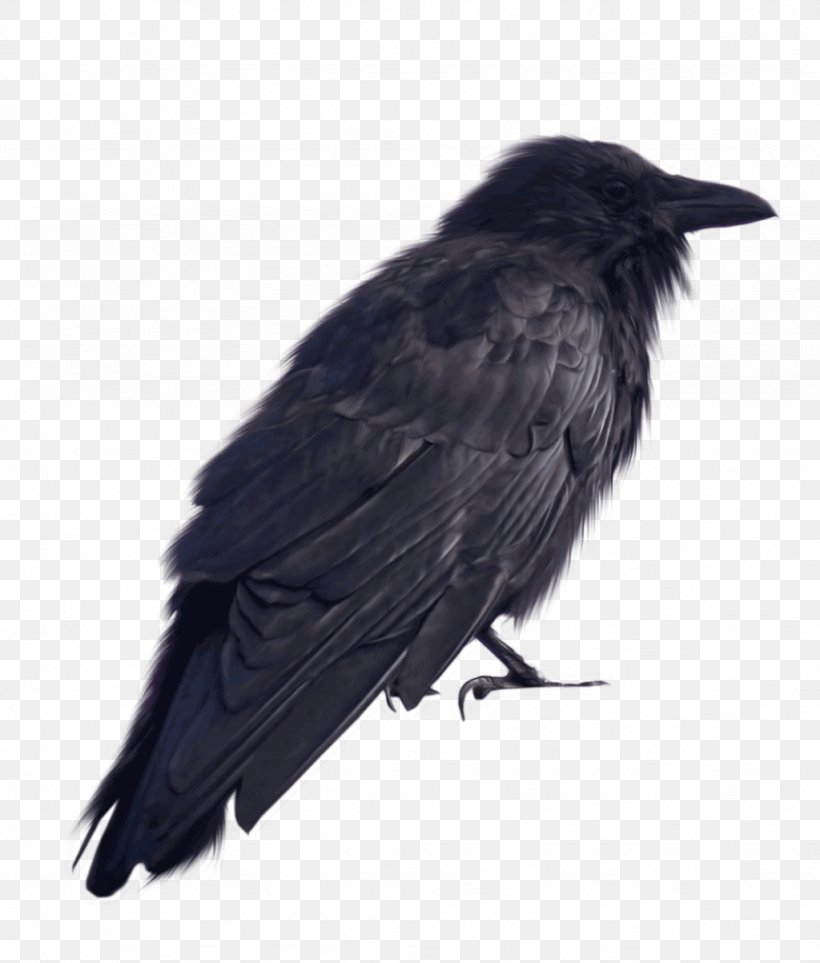 American Crow Rook New Caledonian Crow Common Raven, PNG, 1024x1203px, American Crow, Beak, Bird, Blackbird, Common Raven Download Free