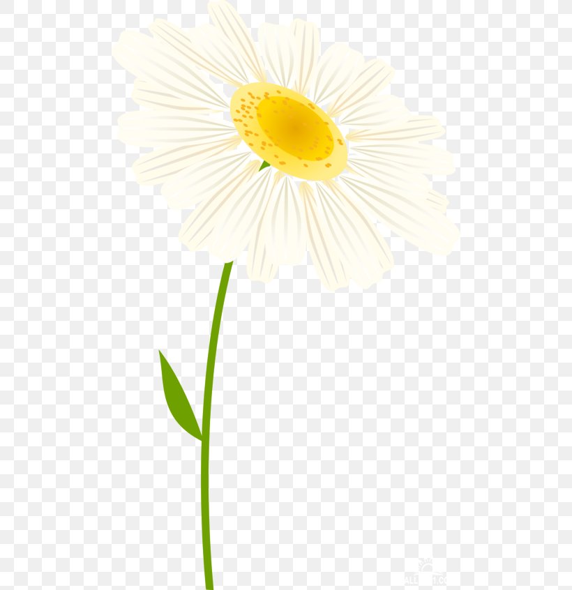 Common Daisy Oxeye Daisy Transvaal Daisy Cut Flowers Petal, PNG, 500x846px, Common Daisy, Closeup, Cut Flowers, Daisy, Daisy Family Download Free