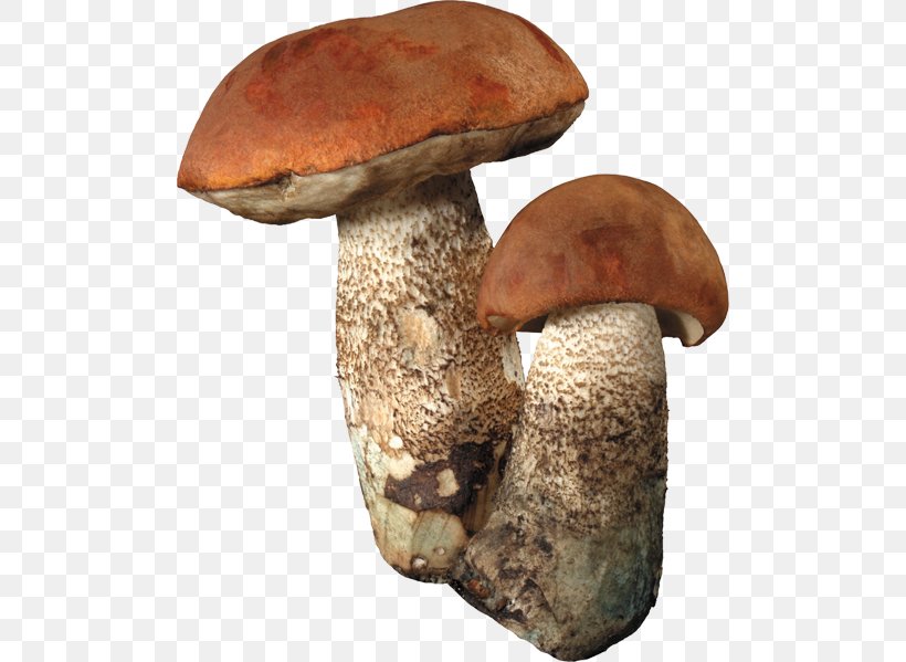 Fungus Edible Mushroom Boletus Edulis Clip Art, PNG, 500x599px, Fungus, Agaricomycetes, Aspen Mushroom, Bolete, Boletus Edulis Download Free