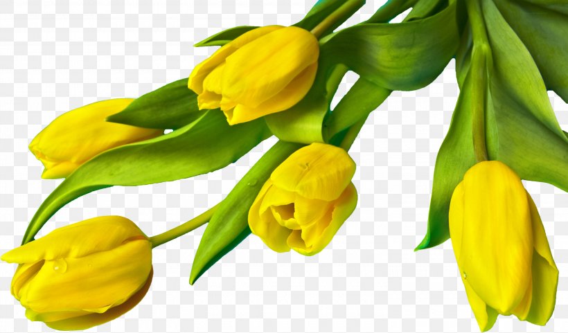 Tulip Easter Clip Art, PNG, 3000x1762px, Tulip, Bud, Easter, Easter Egg, Flower Download Free