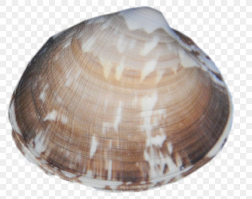 Clam Cockle Mussel Macoma Oyster, PNG, 900x713px, Clam, Baltic Clam, Clams Oysters Mussels And Scallops, Cockle, Conchology Download Free