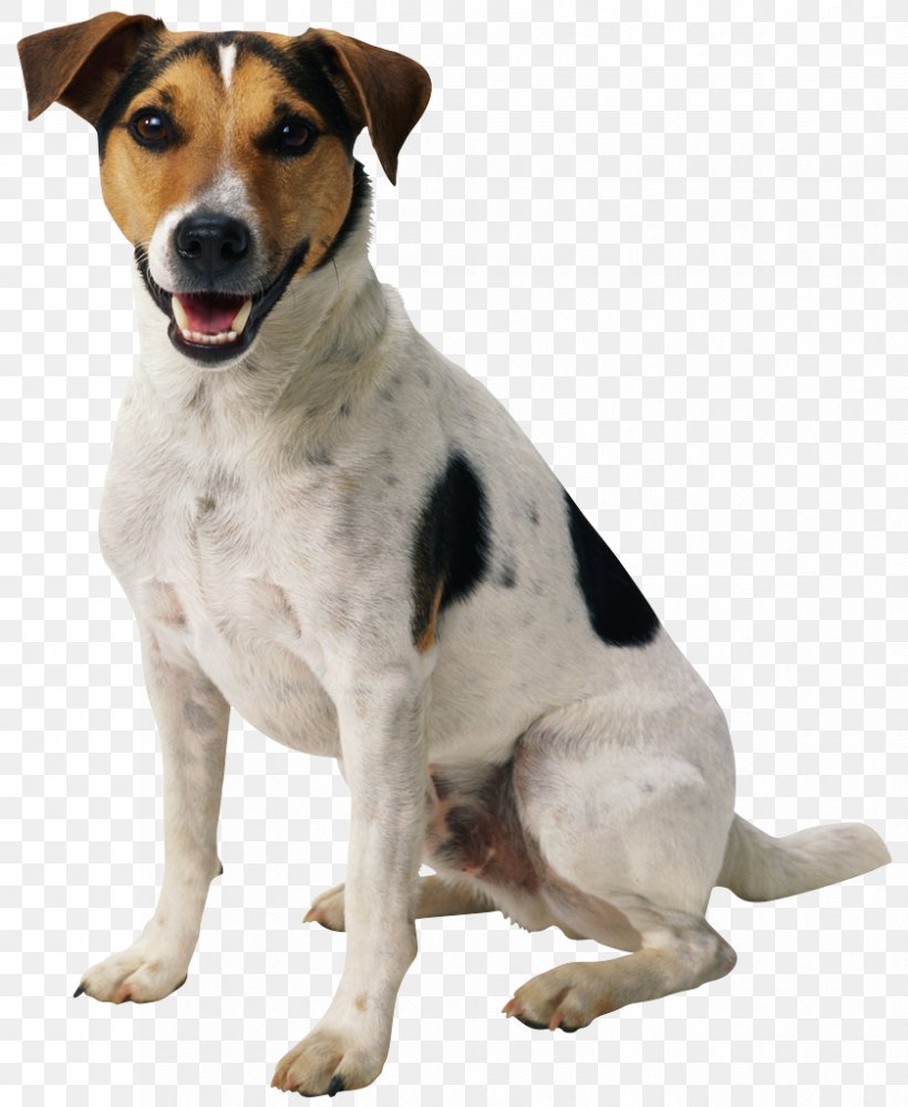 Dog Puppy Clip Art, PNG, 839x1024px, Dog, American Foxhound, Animal, Brazilian Terrier, Carnivoran Download Free