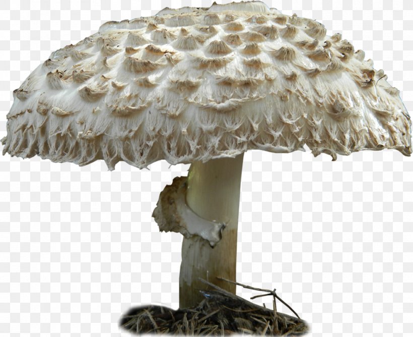 Edible Mushroom Fungus Artist Brazil, PNG, 990x807px, Edible Mushroom, Agaricaceae, Artist, Brazil, Fungus Download Free