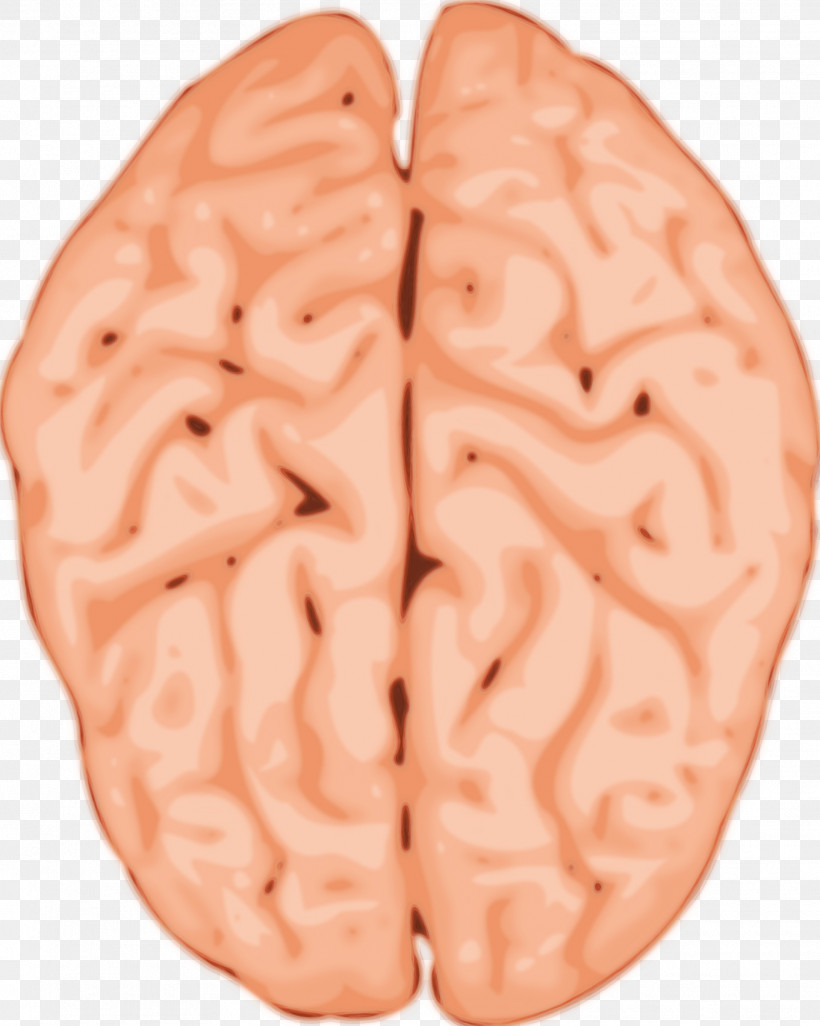 M-brain M-brain Group Flesh M Human, PNG, 1918x2400px, Watercolor, Flesh M, Human, Human Brain, Mbrain Download Free