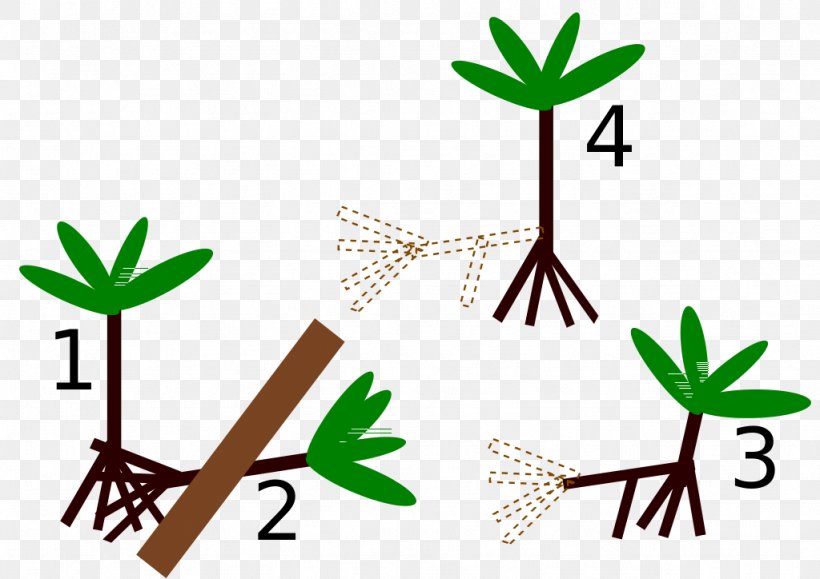 Socratea Exorrhiza Tree Arecaceae Root Grasses, PNG, 1024x724px, Tree, Aquatic Plants, Area, Arecaceae, Artwork Download Free