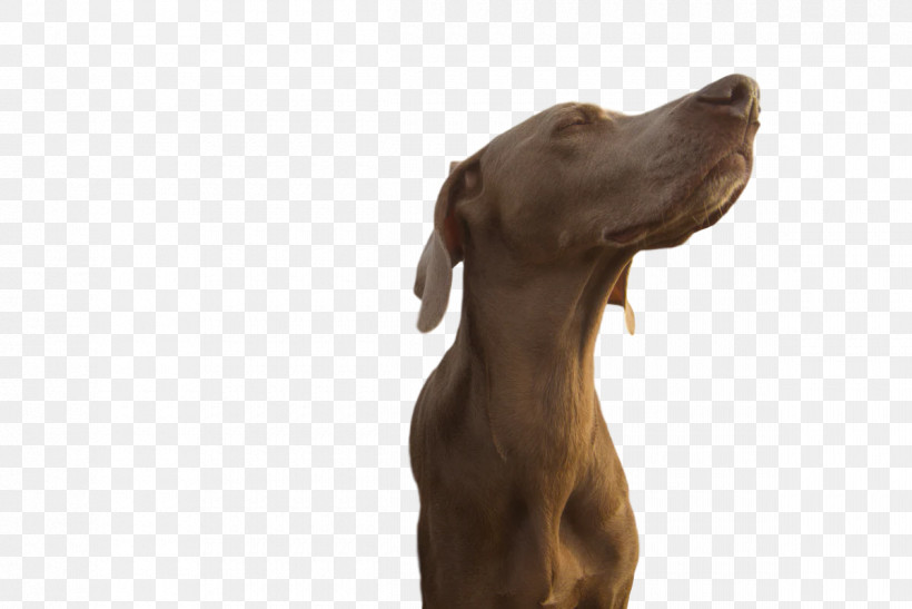 Weimaraner Puppy Snout Groupm, PNG, 1200x801px, Weimaraner, Biology, Breed, Dog, Groupm Download Free