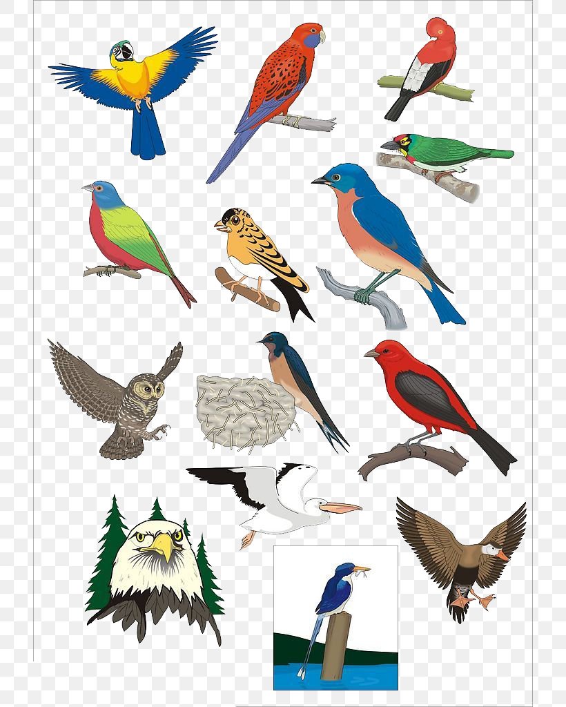 Bird Beak Cdr Clip Art, PNG, 724x1024px, Bird, Beak, Cartoon, Cdr, Fauna Download Free