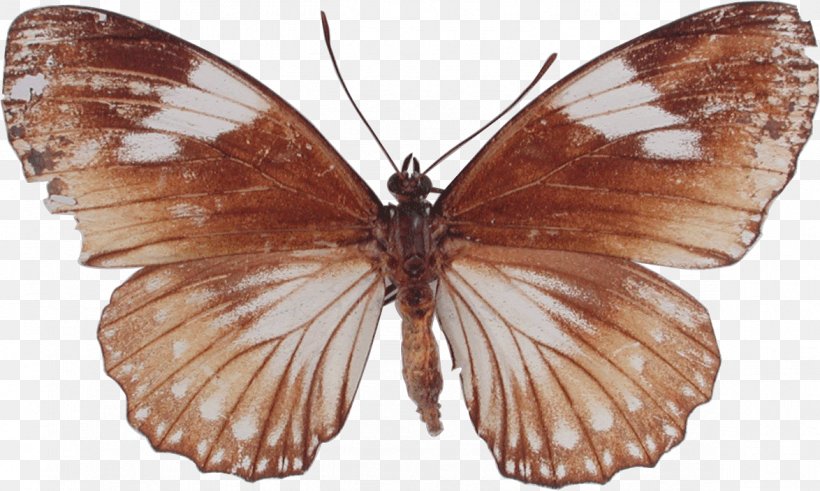 Brush-footed Butterflies Butterfly Pieridae Gossamer-winged Butterflies Moth, PNG, 1174x703px, Watercolor, Cartoon, Flower, Frame, Heart Download Free