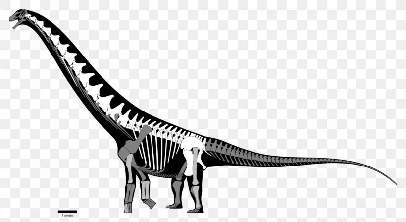 Futalognkosaurus Late Cretaceous Dinosaur Coniacian Turonian, PNG, 1209x661px, Futalognkosaurus, Argentinosaurus, Black And White, Brachiosaurus, Coniacian Download Free